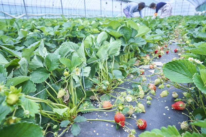 【12月中旬以降出荷予定】完熟 あまおう イチゴ 350g×2パック(約700g)＜配送不可：北海道、沖縄県、離島＞