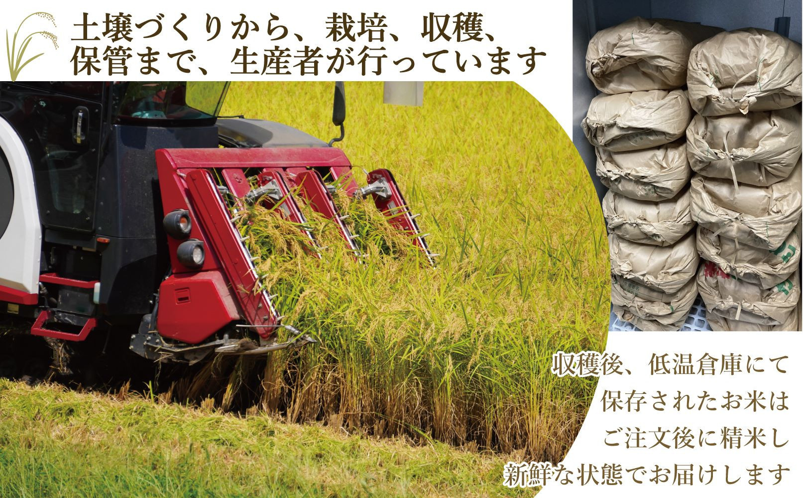 《令和7年産 》福岡県大川市産 ブランド 米「 元気つくし 」 5kg×2個　計10kg