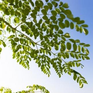 福岡県大川市産 モリンガ 100％ パウダー (100g) 粉末 サプリメント