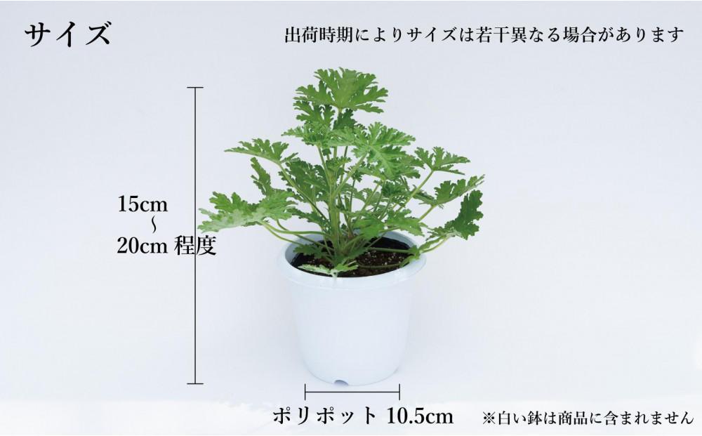 虫よけ効果 ローズゼラニウム 小サイズ苗 4個セット (ポリポット)