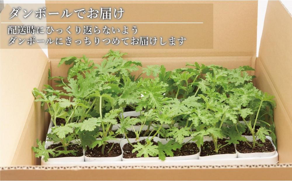 虫よけ効果 ローズゼラニウム 小サイズ苗 24個セット (ポリポット)