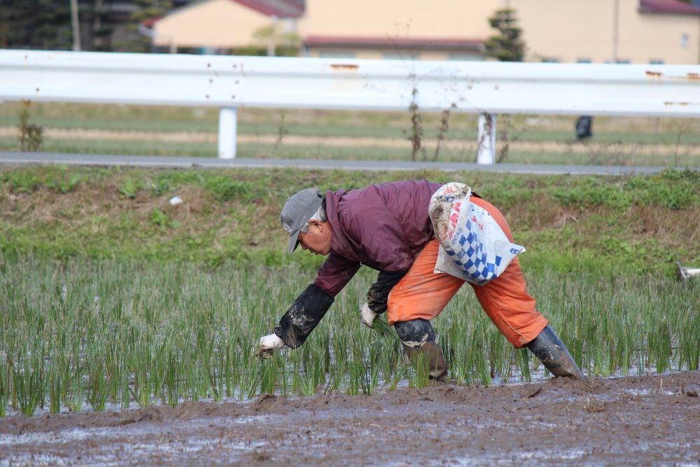 OTO い草クッション 35×35cm 2枚組【ZIG-ZAG YE】