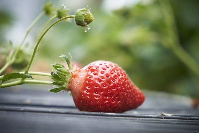 【12月中旬以降出荷予定】完熟 あまおう イチゴ 350g×2パック(約700g)＜配送不可：北海道、沖縄県、離島＞