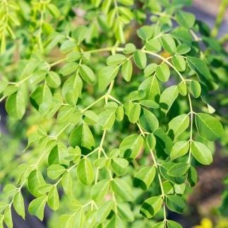 福岡県大川市産 モリンガ 100％ パウダー (100g) 粉末 サプリメント