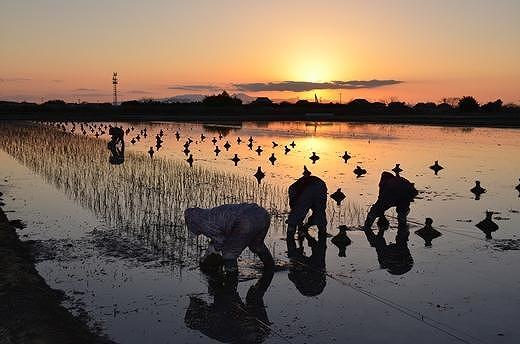 国産い草 掛川織ラグ 伊吹 グリーン 191×250