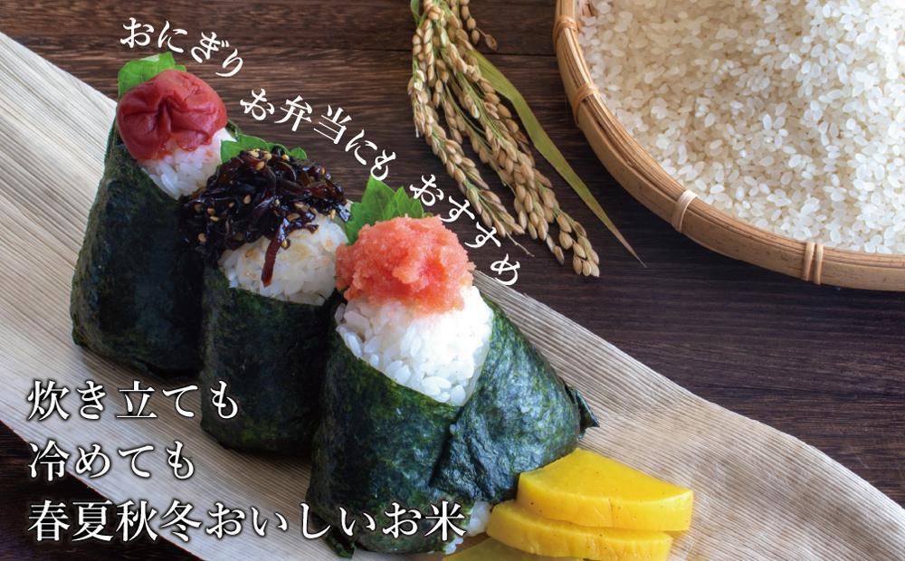 令和7年米 福岡県産 米 金のめし丸元気つくし 5kg