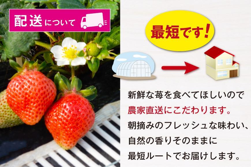 福岡県産あまおう 約270g×2パック 朝採りイチゴ 農家直送 苺専用パッケージでお届け