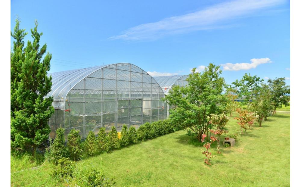 秋王 とよみつひめ セミドライフルーツセット