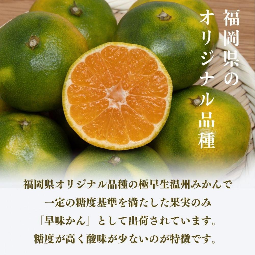 【2026年9月下旬より順次発送】福岡県産 早味かん 約4kg(40玉～50玉入) M・Sサイズ うまうまもぐもぐ