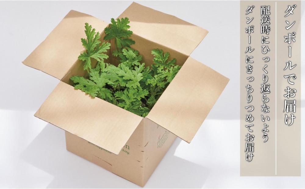 虫よけ効果 ローズゼラニウム 小サイズ苗 4個セット (ポリポット)