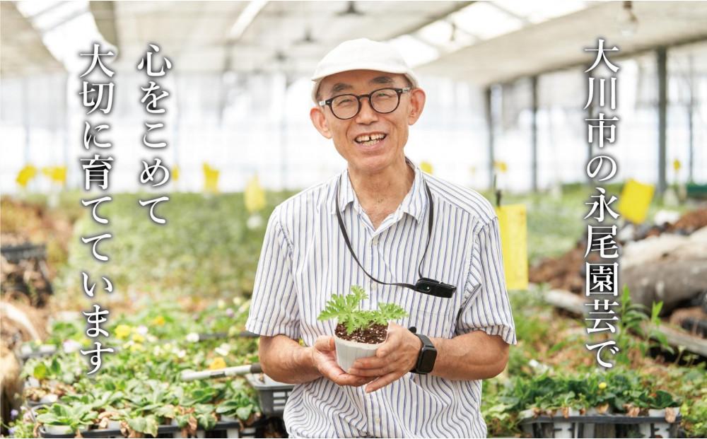 虫よけ効果 ローズゼラニウム 中サイズ苗 3個セット（鉢つき）