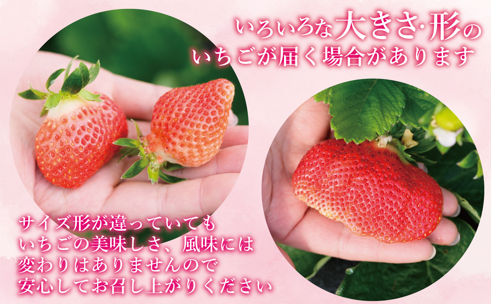 ★先行予約★いちごの王様 福岡県産博多あまおう270g×4パック【2026年2月中旬～3月順次出荷予定】