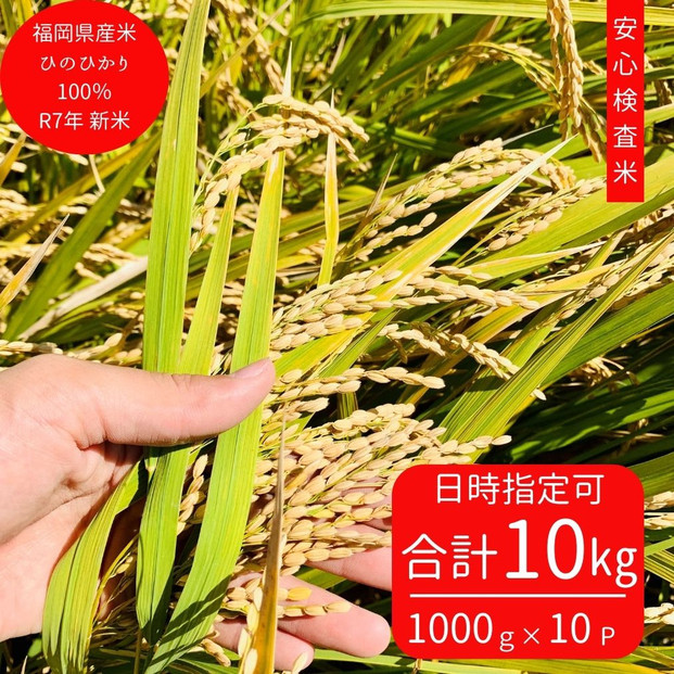 ※10月下旬より順次発送※令和7年産新米ひのひかり100%(自社保有田米) 10kg(小分け真空パック1000g×10) 福岡県 大川市