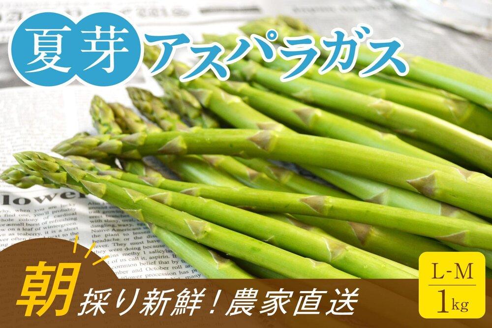 【朝採り直送】夏芽アスパラガス 1kg（L-Mサイズ）福岡県産 2026年