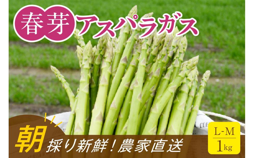 【朝採り直送】春芽アスパラガス 1kg (L-Mサイズ) 福岡県産 2026年