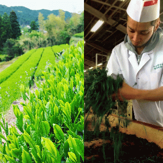 CE-008 元祖八女茶～最高峰【三十四代・太郎五郎久家茶園】