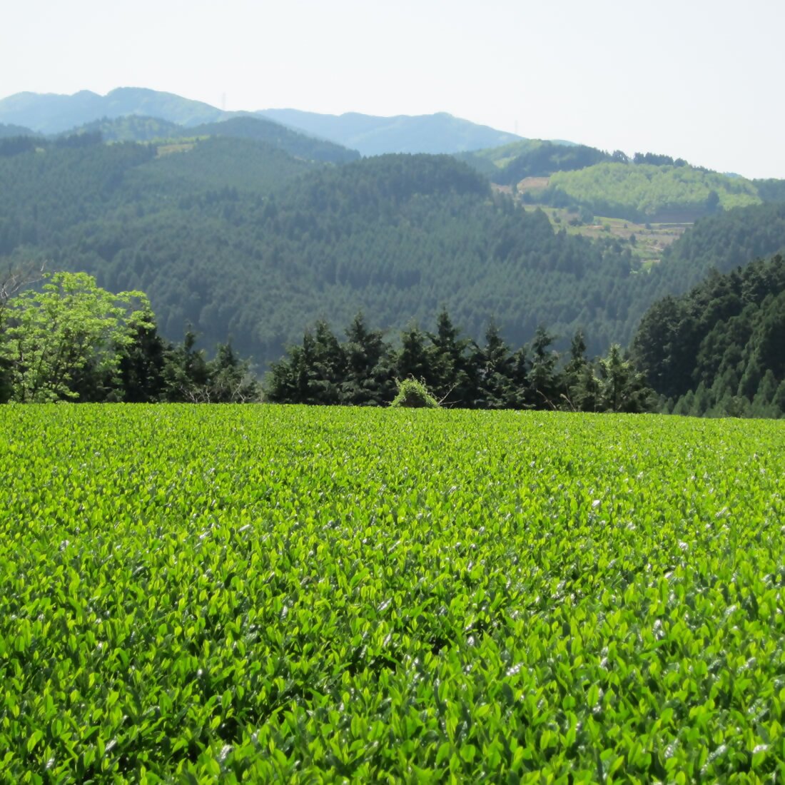 CW-019_【定期便】奥八女星野村 深蒸し高級煎茶(深蒸し茶)100g×1袋　6回コース