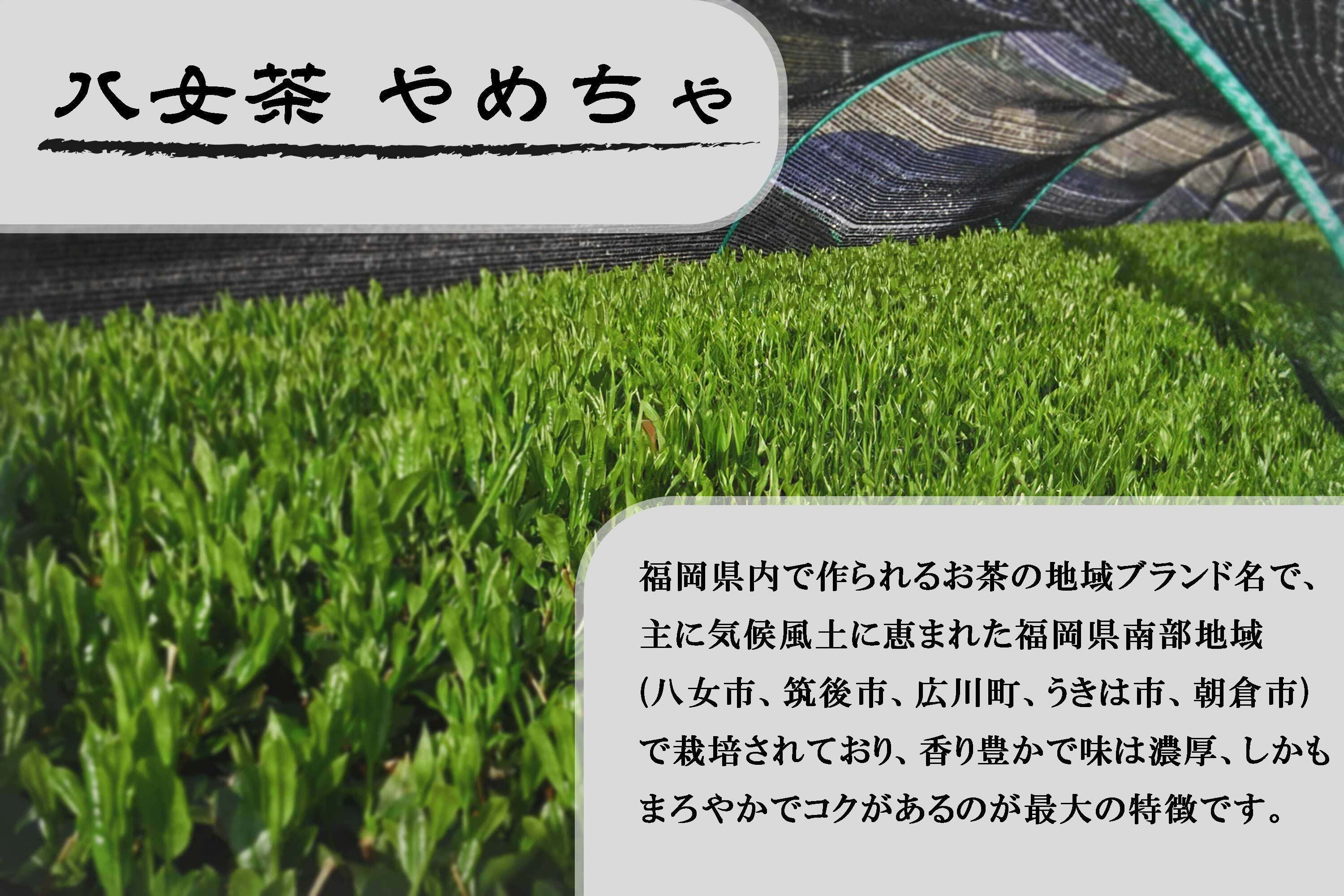 CE-068_【八女茶】原田茶園 極上煎茶　麗  ２袋（６０ｇ×２）