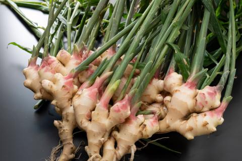 AI-158 ～根根菜菜～炊き込みご飯の素　２４個入り（新しょうが）