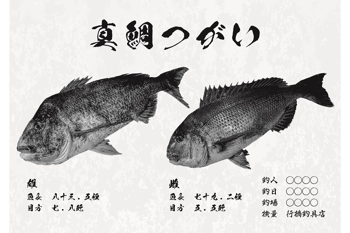 CM-013 【A０・デジタル魚拓】メモリアルフィッシュを釣れたてのままに。