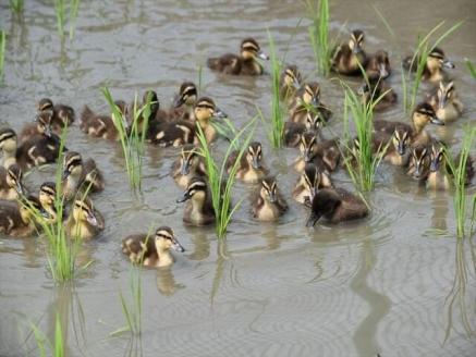 AP-008 親子の絆を深めるお酒。純米酒20s・純米大吟醸50sの日本酒セット