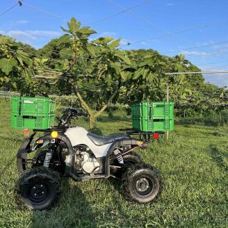 AO-012_【予約・令和８年夏発送】冷凍いちじく4kg