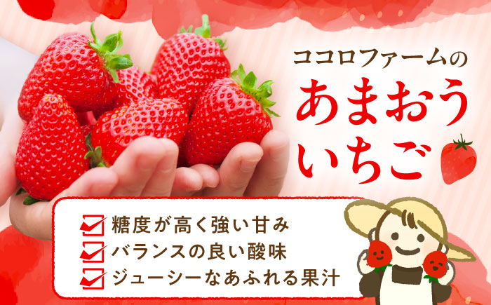 【2026年1月下旬～4月中旬発送】ココロファーム の 濃厚あまおう 285g × 4P 約1,140g [先行予約] 《豊前市》[VAE022] ※北海道・沖縄・離島 配送不可