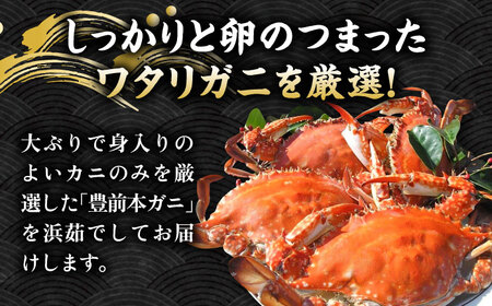 【先行予約】 豊前本ガニ 大 メス 3匹 直送 【2025年12月以降順次発送】《豊前市》【豊築漁業協同組合】 かに 蟹 カニ ワタリガニ かに料理 ガザミ [VAG011]