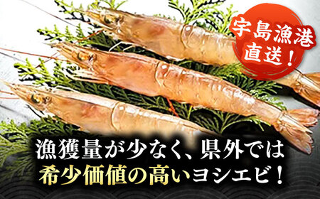 【先行予約】幻のヨシエビ 計800g 【2025年12月以降順次発送】 《豊前市》【豊築漁業協同組合】 エビ えび 海老 蝦 [VAG012]