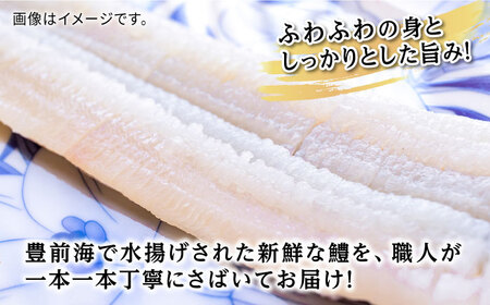 【全3回定期便】獲れたて直送！ハモ 一本 約1.2kg (4~5人前)《豊前市》【まるとら】魚 鱧 はも 刺身 [VAL002]