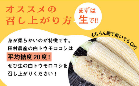 【先行予約】田村農産の白トウモロコシ 10～12本入り（2026年6月中旬以降順次発送） 【田村農産】《豊前市》野菜 とうもろこし [VBE001] スイートコーン