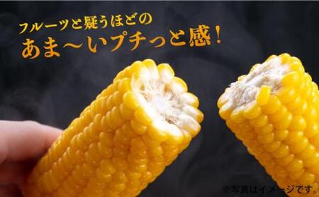 【先行予約】スイートコーン 約4kg （9～13本入り）【2026年6月より順次発送】 《豊前市》【松本農園】野菜 とうもろこし [VBT001]