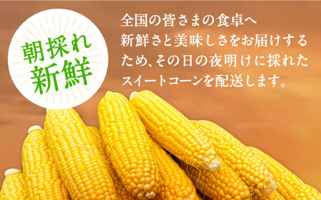 【先行予約】夜明けのスイートコーン 4kg×2箱 (14～20本) 【2026年6月以降順次発送】《豊前市》【アグリネックス】 とうもろこし コーン スイートコーン 20000円 [VCO002]
