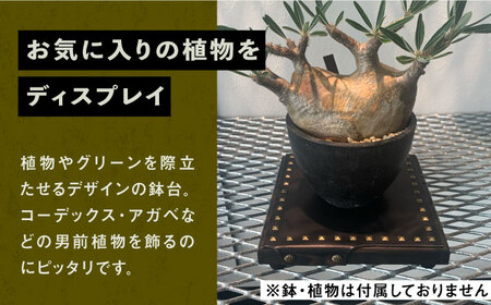 1点モノ 鉢台 C《豊前市》【CIRCLE TIGER 9999】インテリア 植物 グリーン 室内 観葉植物 [VCS003]