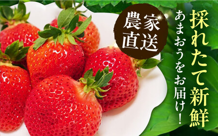 【12月発送】 あまおう 贈答用 エクセレント 430g以上×1箱 《豊前市》【山口農園】果物 いちご [VDE010]