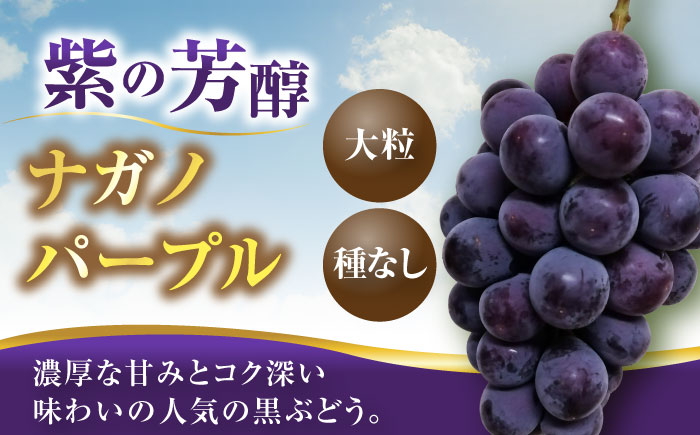 【2026年8月中旬より順次発送】新鮮ナガノパープル＆シャインマスカット1.2kg （2～3房）《豊前》　【トヨマエフルーツ】 [VEL002]