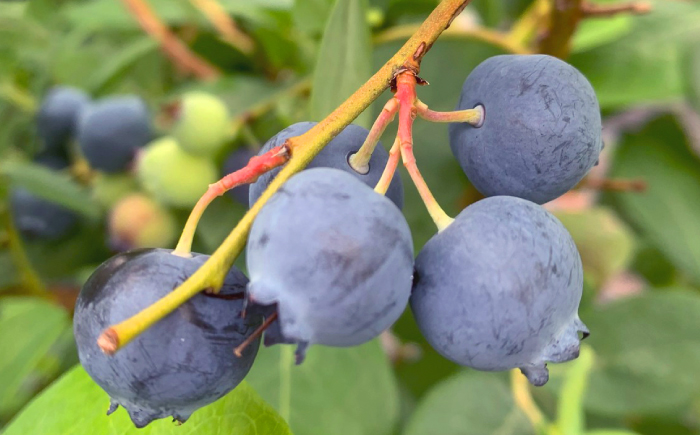 冷凍ブルーベリー 600g 《豊前市》【OH YEAH!農園】 ブルーベリー 果物 フルーツ 冷凍ブルーベリー [VER002]