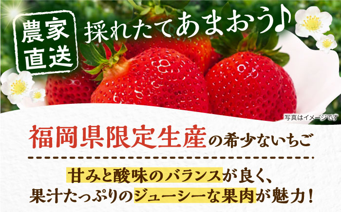 【先行予約】【1~4月発送】農家直送　大玉規格　特大大粒あまおう　《豊前》　【内藤農園】 [VAB023]