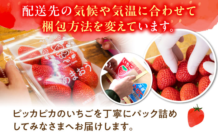 先行予約【2026年1月下旬～4月中旬発送】ココロファーム の 濃厚あまおう 285g × 2P 約570g 《豊前市》[VAE007] ※北海道・沖縄・離島 配送不可