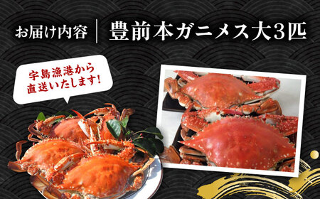 【先行予約】 豊前本ガニ 大 メス 3匹 直送 【2025年12月以降順次発送】《豊前市》【豊築漁業協同組合】 かに 蟹 カニ ワタリガニ かに料理 ガザミ [VAG011]