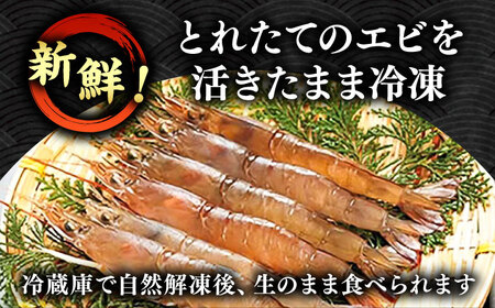 【先行予約】幻のヨシエビ 計800g 【2025年12月以降順次発送】 《豊前市》【豊築漁業協同組合】 エビ えび 海老 蝦 [VAG012]