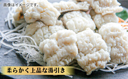 【全12回定期便】獲れたて直送！ハモ 一本 約1.2kg (4~5人前)《豊前市》【まるとら】魚 鱧 はも 刺身 [VAL004]