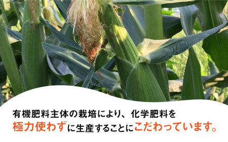 【先行予約】田村農産の白トウモロコシ 10～12本入り（2026年6月中旬以降順次発送） 【田村農産】《豊前市》野菜 とうもろこし [VBE001] スイートコーン