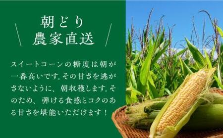 【先行予約】スイートコーン 約4kg （9～13本入り）【2026年6月より順次発送】 《豊前市》【松本農園】野菜 とうもろこし [VBT001]