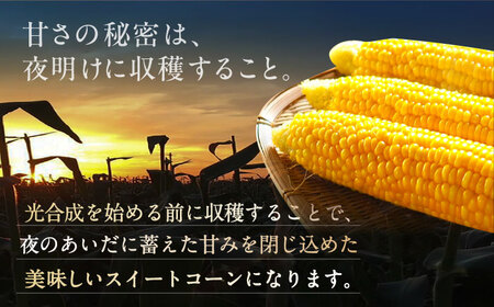 【先行予約】夜明けのスイートコーン 4kg×2箱 (14～20本) 【2026年6月以降順次発送】《豊前市》【アグリネックス】 とうもろこし コーン スイートコーン 20000円 [VCO002]