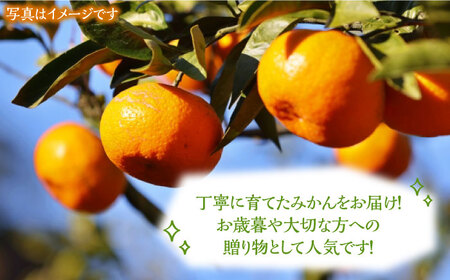 ミカン 青島 3kg《豊前市》【山田農場 フルーツランド】ミカン みかん 青島みかん [VCY010]