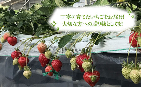 あまおう G(グランデ) 300g×4P 1.2kg 《豊前市》【山田農場 フルーツランド】 いちご イチゴ 苺 [VCY014]