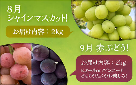 【全6回定期便】フルーツ定期便 《豊前市》【山田農場 フルーツランド】 果物 くだもの フルーツ [VCY016]