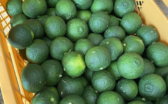 Yuzu go show 2個 《豊前市》【エイトエイト】柚子胡椒 ゆずこしょう 柚子こしょう 調味料 [VEF001]