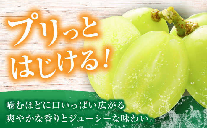 【2026年8月中旬より順次発送】新鮮シャインマスカット　1.2kg （2～3房）《豊前》　【トヨマエフルーツ】 [VEL001]